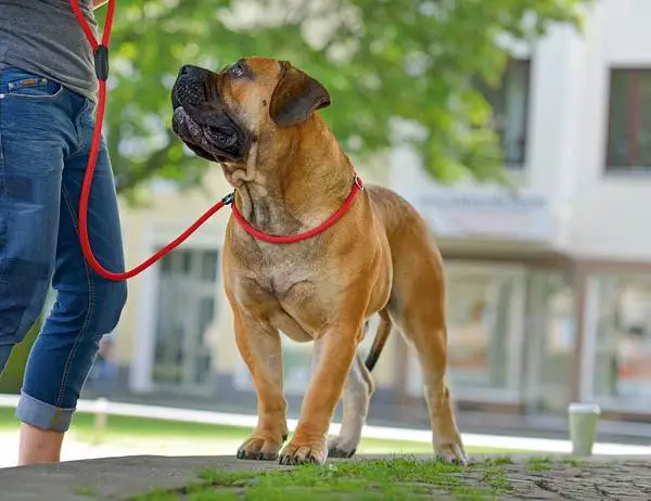 Hunter Retriever hundesnor Freestyle i sort 10 mm 120 cm